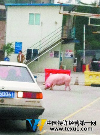 “二師兄”驚現練車場 原來是作福利的(圖)